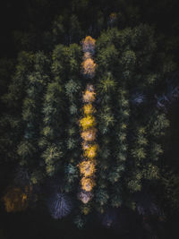 Trees in forest during autumn
