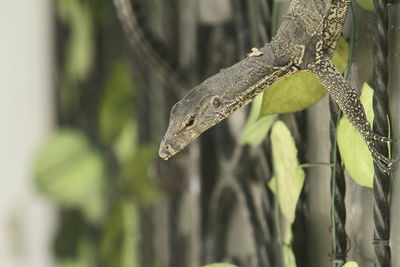 Close-up of lizard