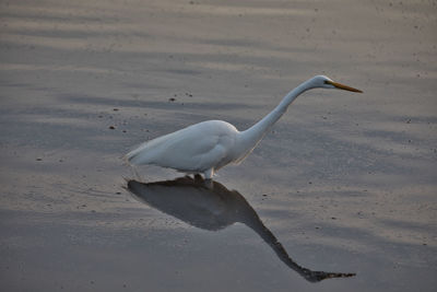 View of a bird on beach