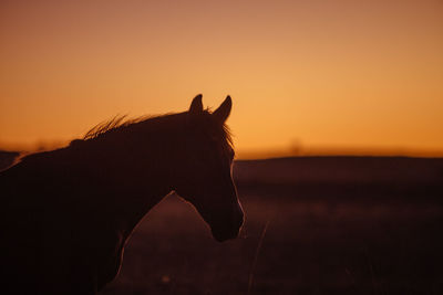 View of silhouette horse on field against sky during sunset