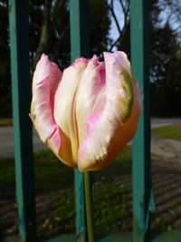 Close-up of pink tulip