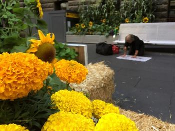 Yellow flowers in park