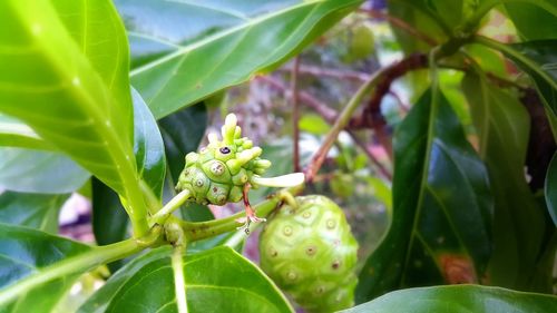 Close-up of plant