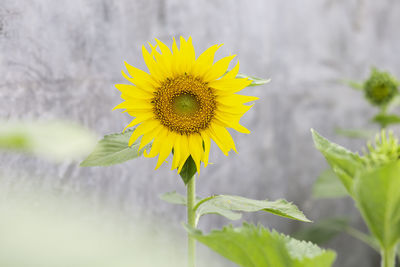 Close-up of yellow sunflower