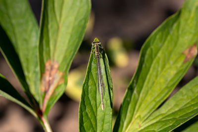 Close-up of insect on leaf