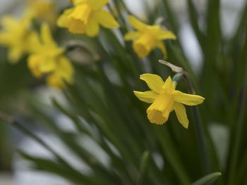 Close-up of yellow flowers