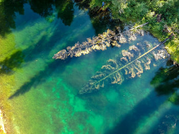 High angle view of swimming underwater