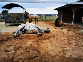 View of two horses on land