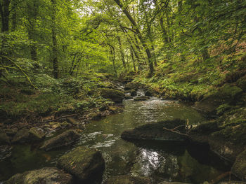 Stream flowing through rocks in forest