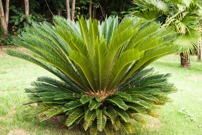 Close-up of fresh green plant in field