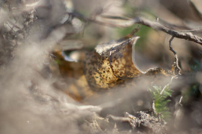 Close-up of lizard on tree