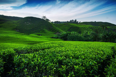 Scenic view of agricultural field against sky