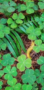 High angle view of snake on field