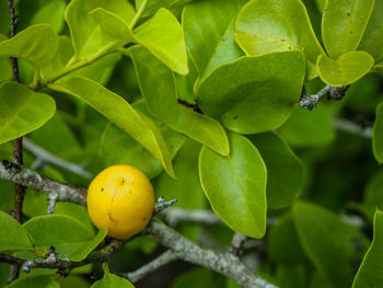 Close-up of fruit growing on plant