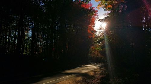 Road passing through forest