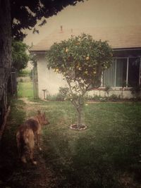 Dog standing on grass