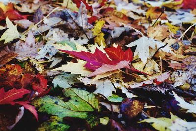 Close-up of dry maple leaves