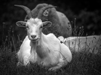 Portrait of sheep on field