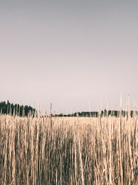 Scenic view of wheat field against clear sky