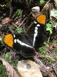 High angle view of butterfly perching on flower