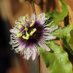 Close-up of purple pasion flower