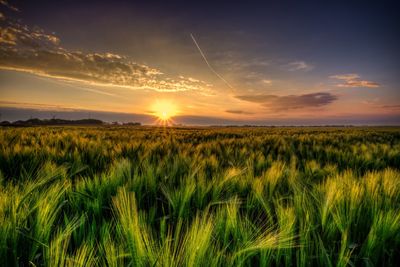 Scenic view of wheat field against sky at sunset