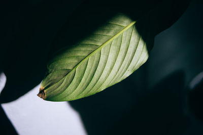 Close-up of green leaves on plant