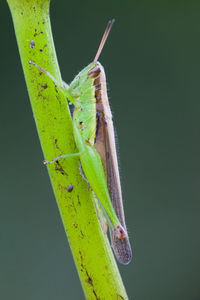 Close-up of insect on leaf