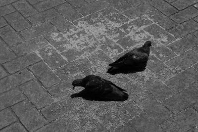 High angle view of pigeon