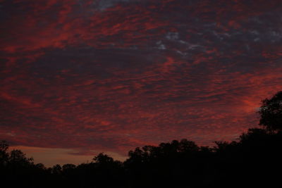 Low angle view of silhouette trees against orange sky