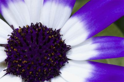 Close-up of purple flower blooming outdoors