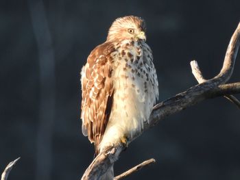 Close-up of falcon perching on tree branch