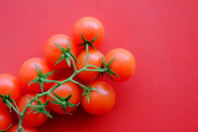 Close-up of tomatoes against red background