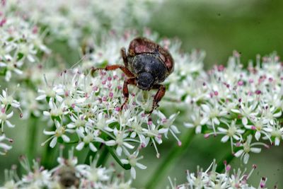 Close-up of insect on flower