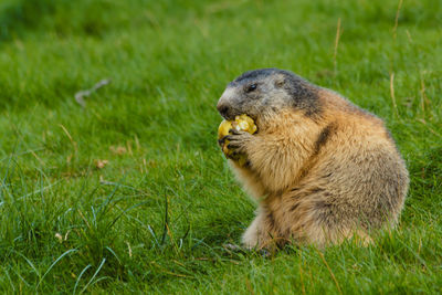 Side view of an animal on grass