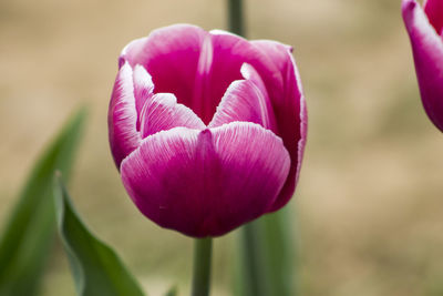 Close-up of pink tulip blooming outdoors