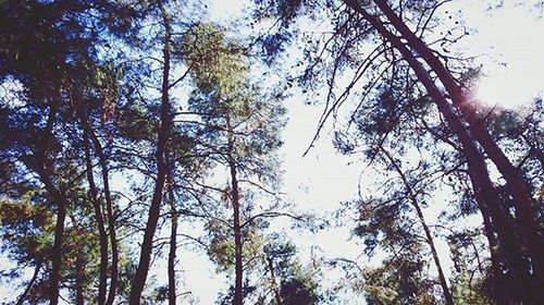 Low angle view of trees against sky