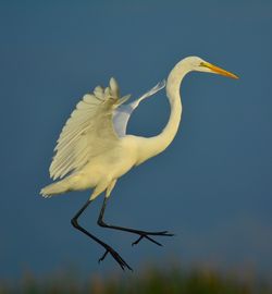 Close-up of bird against sky