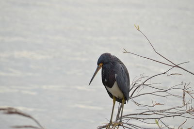 Close-up of bird perching on branch