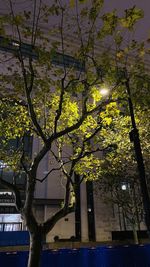 Low angle view of trees by building against sky at night