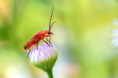 Close-up of insect on flower