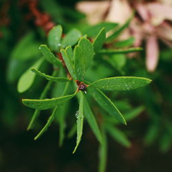 Close-up of insect on leaf