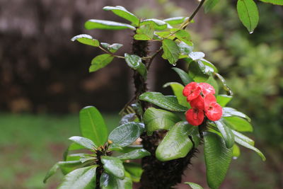 Close up of small plant