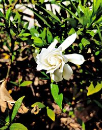 Close-up of white rose blooming outdoors