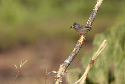 Close-up of bird perching on a tree