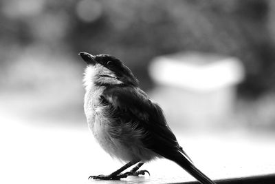 Close-up of bird perching