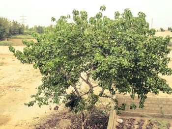 Plants growing on tree