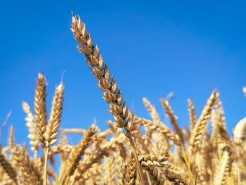 Almost ripe ears of wheat stand out nicely against a steel blue sky