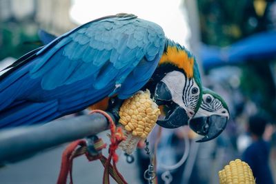 Close-up of a bird perching