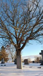 Bare trees against sky